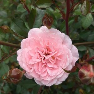 Meet your Posher, Taylor